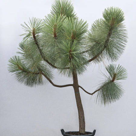 Ornamental Conifers for Sale
