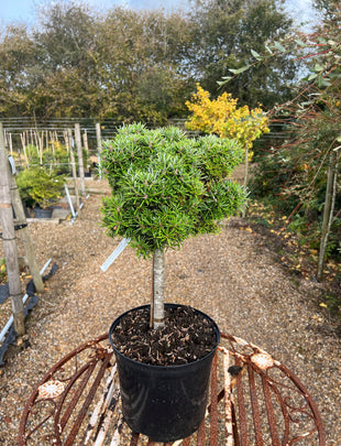Abies homolepis 'F.R. Newman' - Topworked 2x