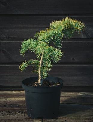 Abies concolor 'Wattezii Prostrate' 2x
