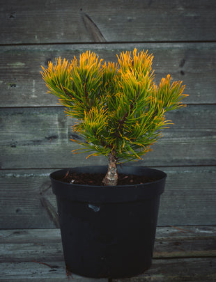 Pinus mugo 'Carsten' 2x