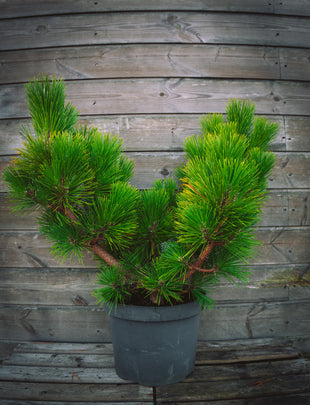 Pinus densiflora ‘Low Glow' 2x