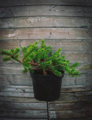 Pinus banksiana 'Schoodic' 2x