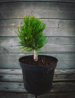 Pinus heldreichii 'Smidtii' 2x