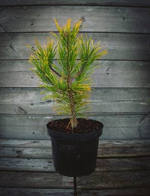 Pinus mugo 'December Gold' 2x