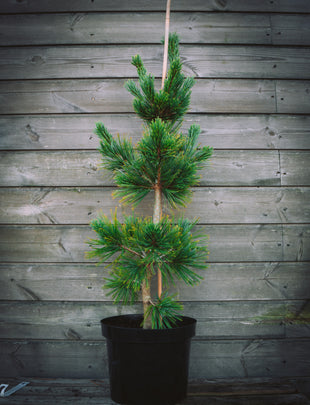 Pinus flexilis 'Firmament' 2x