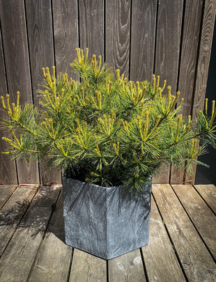 Pinus strobus ‘Horsford' 2x