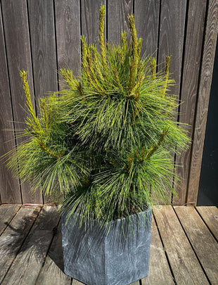 Pinus x schwerinii ‘Wiethorst' 2x