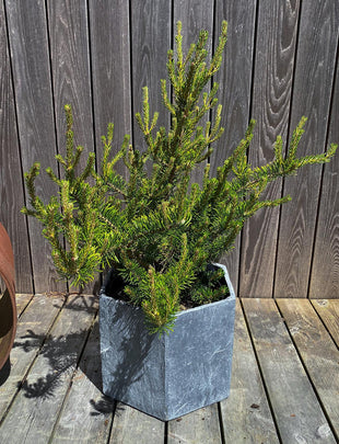 Pinus banksiana ‘Sparky' 2x