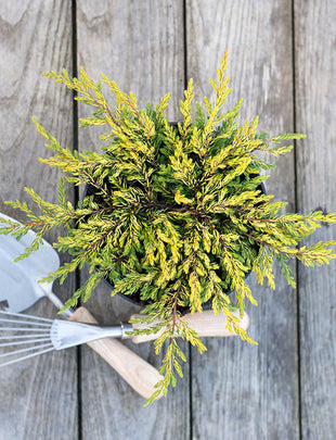 Juniperus communis ‘Gold Schatz' 2x