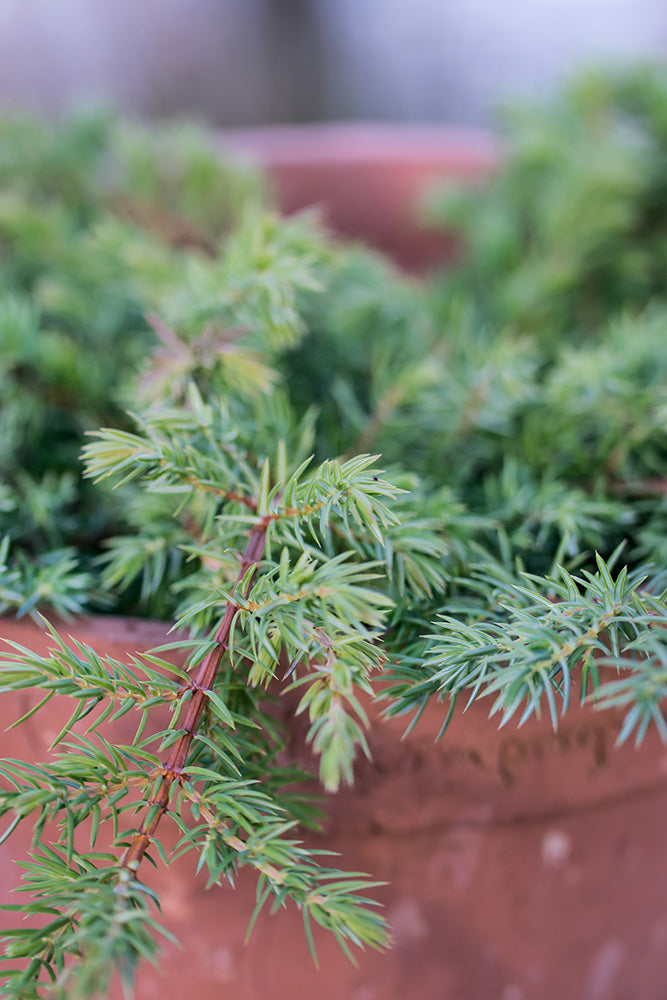 Juniperus conferta ‘Schlager'