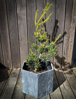 Pinus parviflora 'Fukai', a japanese white pine with yellowish new growth and white, green older needles 2x