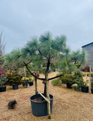 Pinus montezumae Sheffield Park 60L 2x
