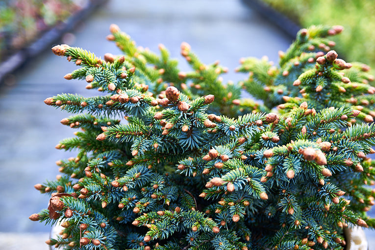 Picea sitchensis 'Papoose'