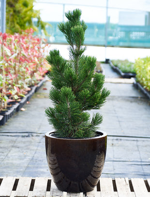 Pinus heldreichii 'Schneverdingen' 2x