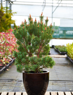 Pinus sylvestris 'Beauvronensis' 2x