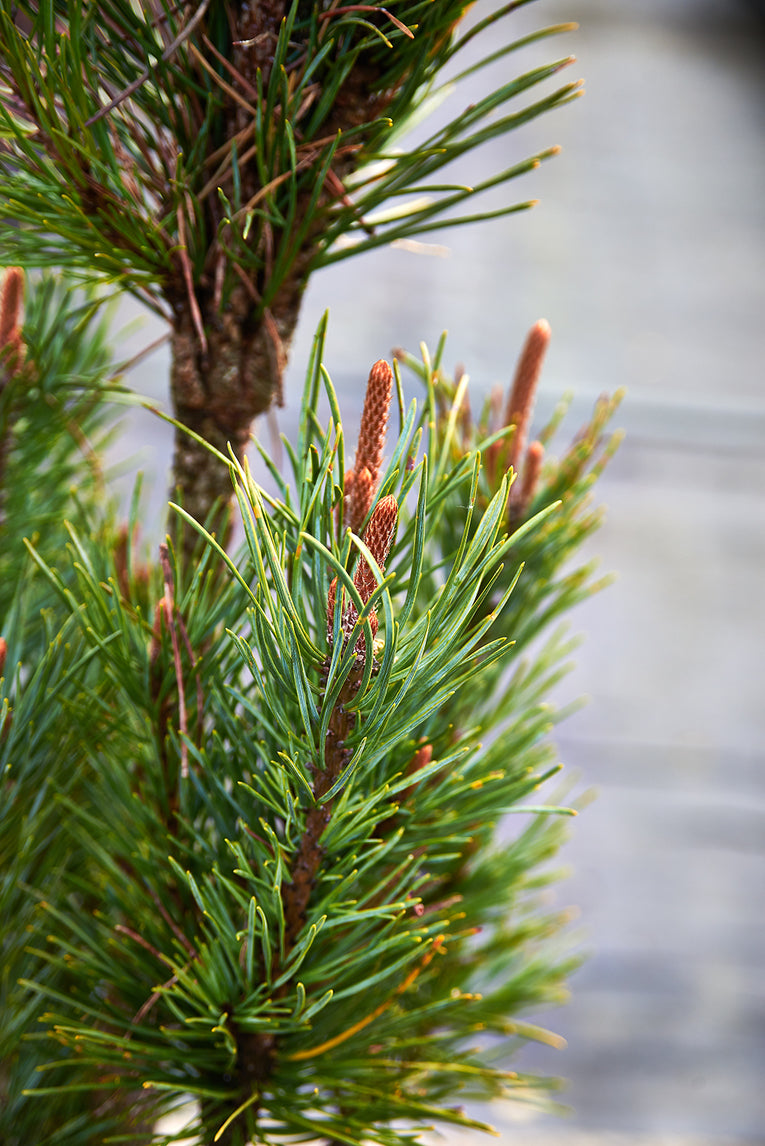 Pinus sylvestris 'Spaan's Slow Column'