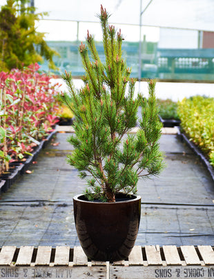 Pinus sylvestris 'Watereri' 2x