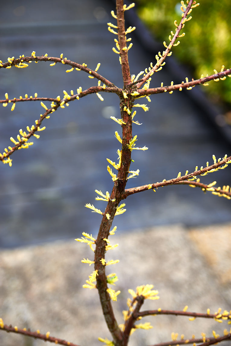Taxodium distichum ‘Peve Yellow'