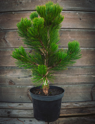 Pinus heldreichii 'Malinki' 2x