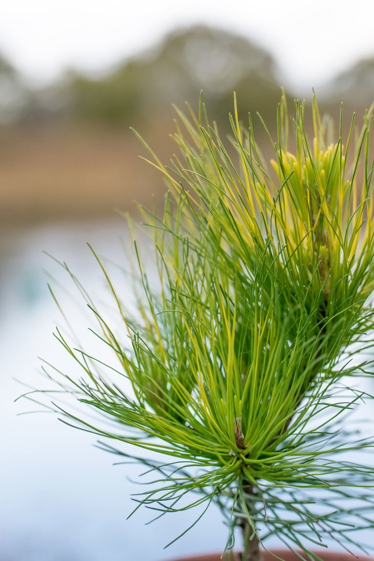 Radiata- Pinus Radiata Aurea A 3 Litre Pine