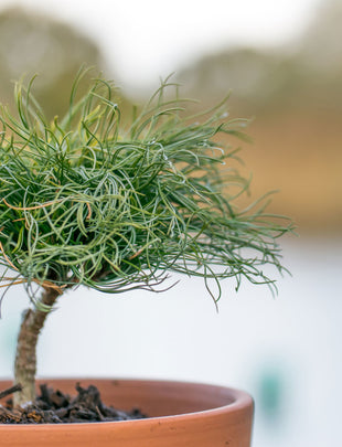 Green Twist- Pinus Strobus A 3 Litre Pine 2x