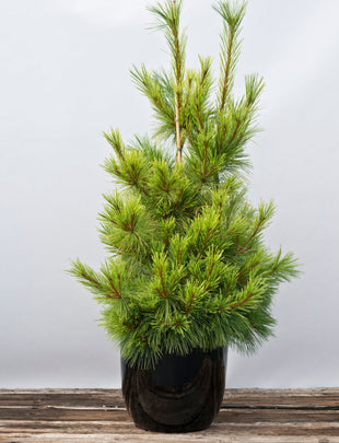 Vicky- Pinus wallichiana A 3 litre pine 2x