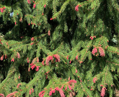 The Best Fast Growing Conifers
