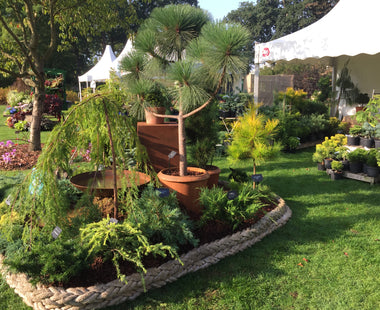 Ideal Conifers to Grow and Display in Pots