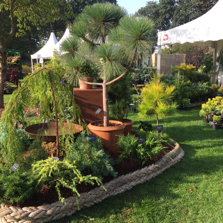 Ideal Conifers to Grow and Display in Pots