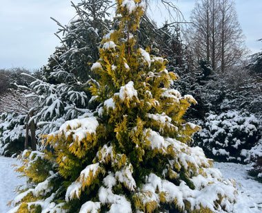 Golden Conifers great for warm winter colour in the garden.