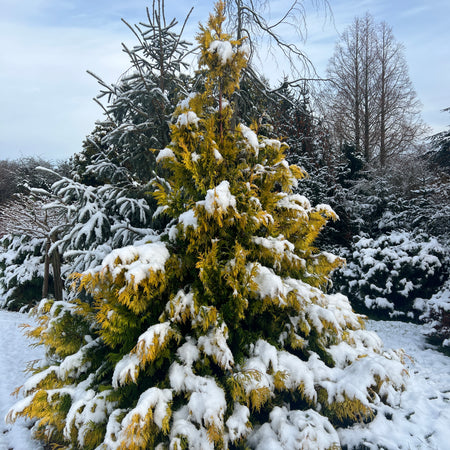 Golden Conifers great for warm winter colour in the garden.