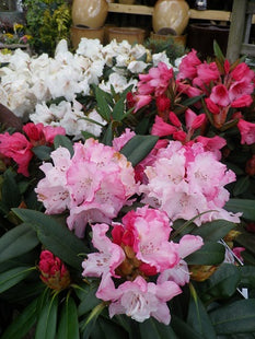 Planting Tips - Resplendent Rhododendrons
