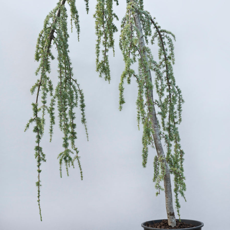 Conifers for Sale Buy Conifer Plants Online Lime Cross Nursery