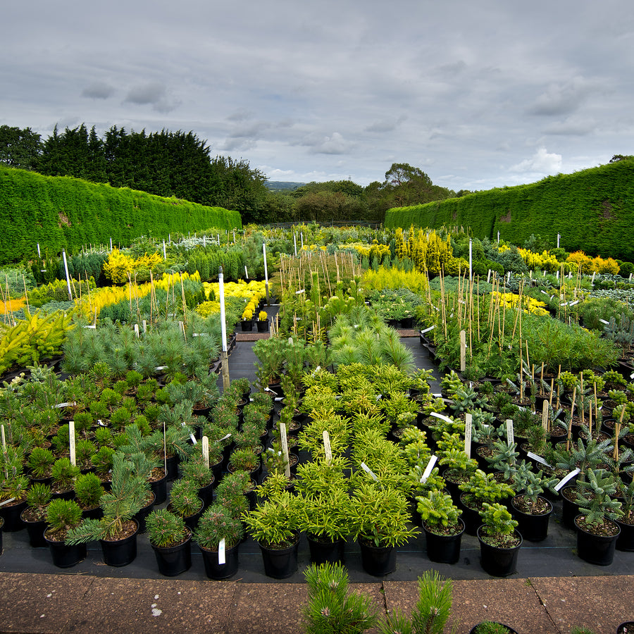 Conifers for Sale Buy Conifer Plants Online Lime Cross Nursery