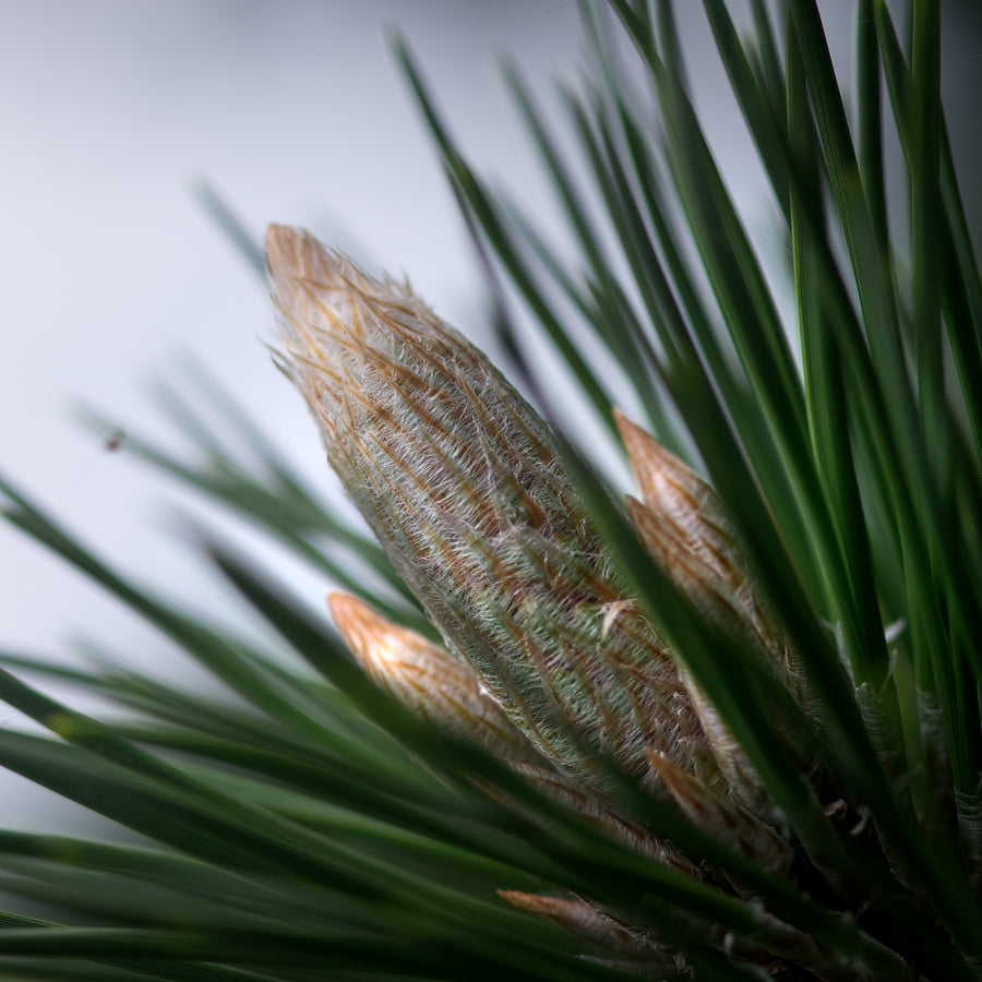 Conifers for Sale Buy Conifer Plants Online Lime Cross Nursery