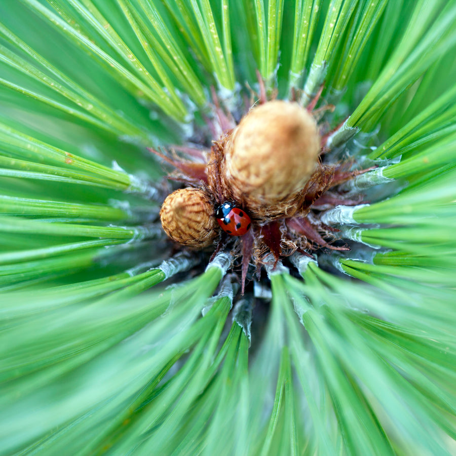 Conifers for Sale Buy Conifer Plants Online Lime Cross Nursery