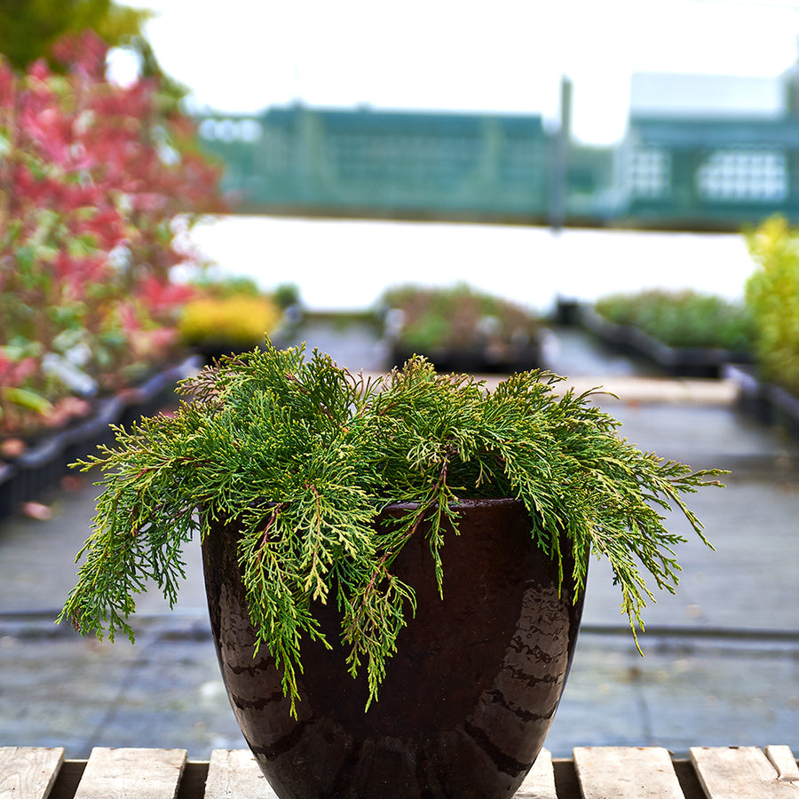 Conifers for Sale Buy Conifer Plants Online Lime Cross Nursery