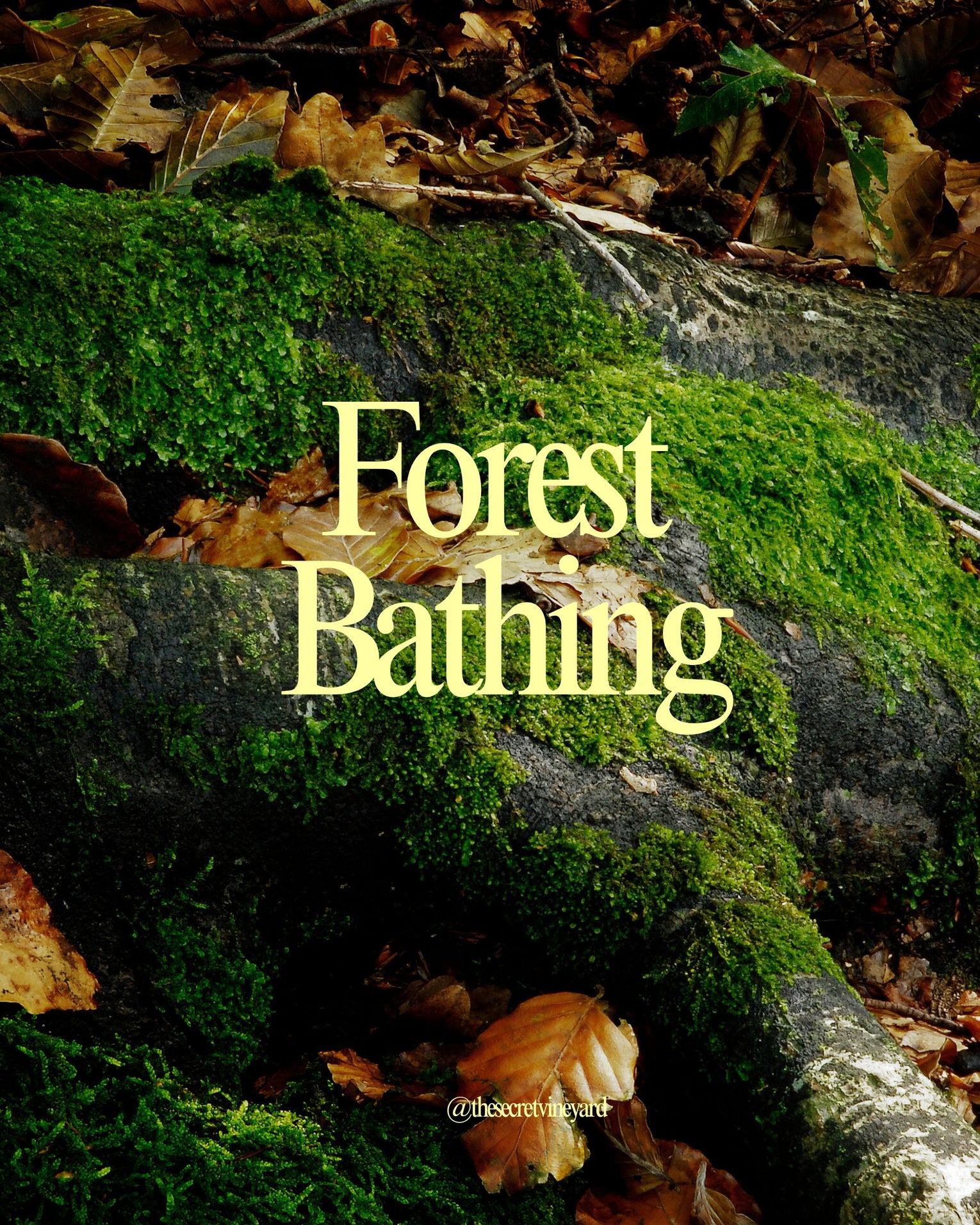 Spring Equinox Forest Bathing Workshop Hannah Armstrong , March 20th 1 ...