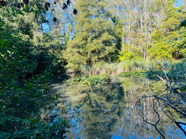 Spring Equinox Forest Bathing Workshop Hannah Armstrong , March 20th 10:00am- 12:45pm