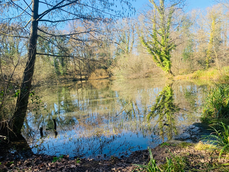 Spring Equinox Forest Bathing Workshop Hannah Armstrong , March 20th 10:00am- 12:45pm