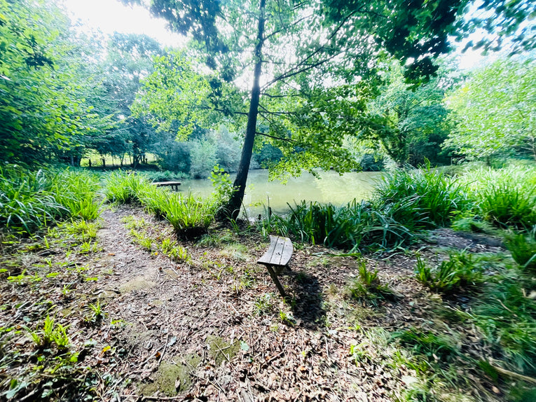 Spring Equinox Forest Bathing Workshop Hannah Armstrong , March 20th 10:00am- 12:45pm