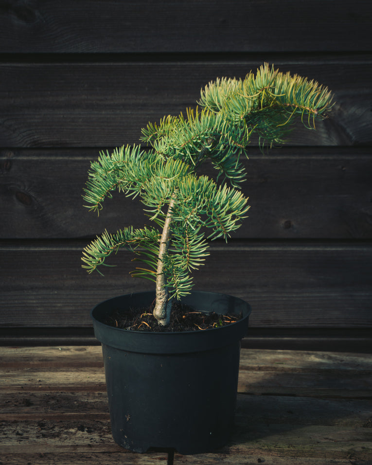 Abies concolor 'Wattezii Prostrate'