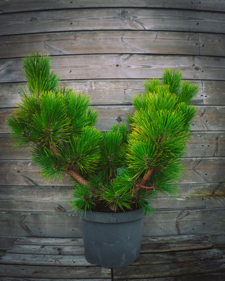 Pinus densiflora ‘Low Glow'