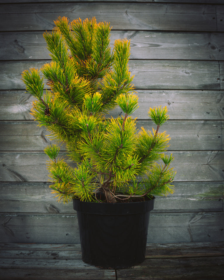 Pinus mugo 'December Gold'