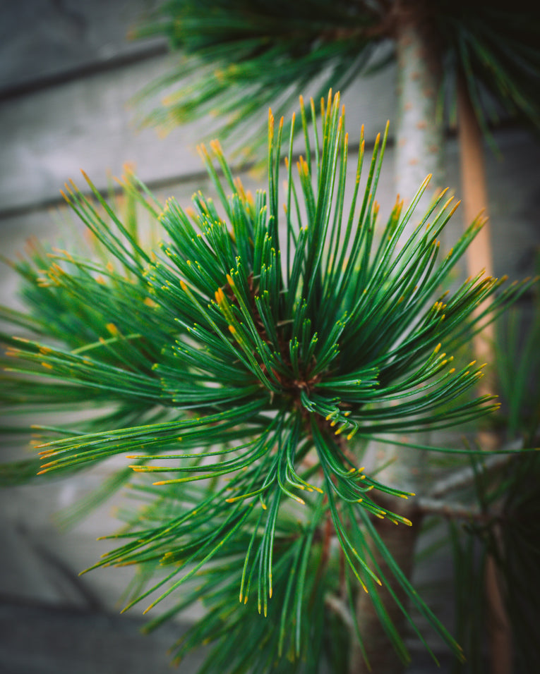 Pinus flexilis 'Firmament'