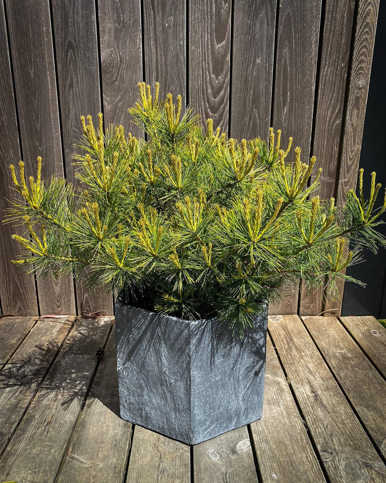 Pinus strobus ‘Horsford'
