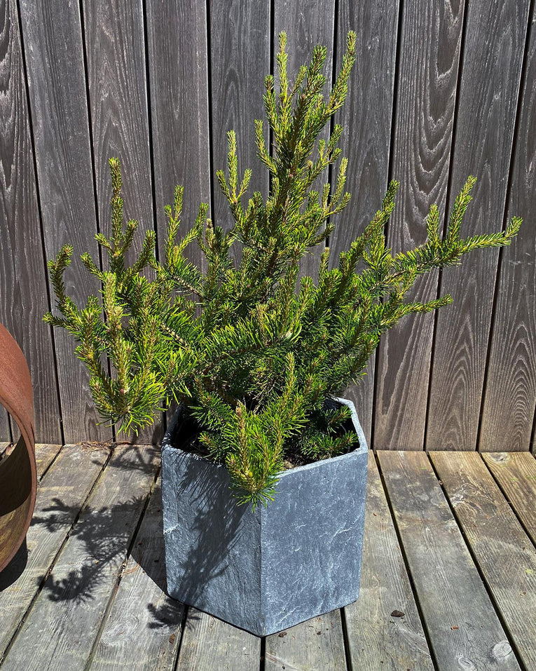 Pinus banksiana ‘Sparky'