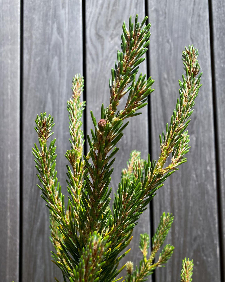 Pinus banksiana ‘Sparky'