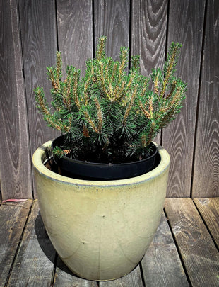Pinus mugo ‘Humpy' 2x