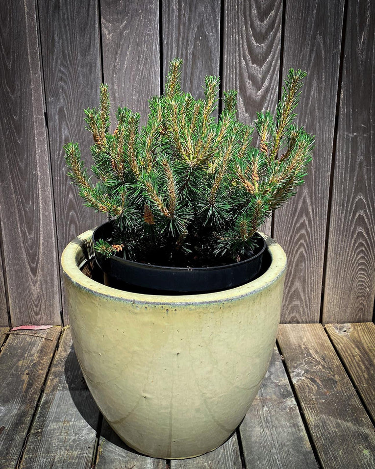 Pinus mugo ‘Humpy'